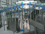 Poultry slaughtering line