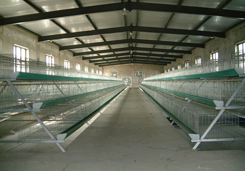 A type poultry house A type chicken cage